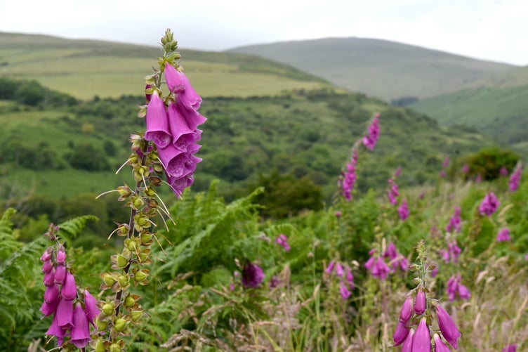 The Snaefell Valley Nature Reserve -