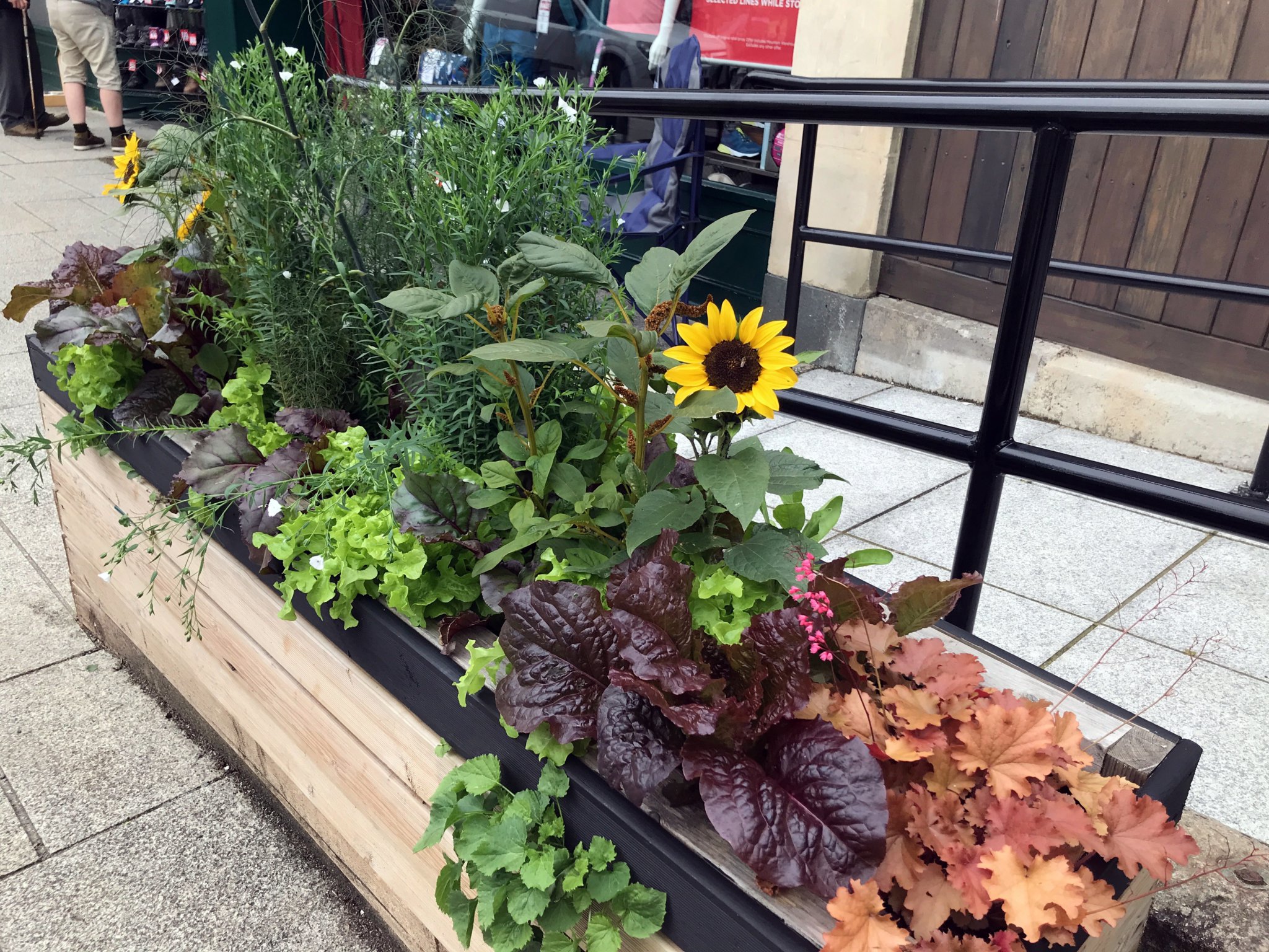 One of the stunning ‘living bird table’ planters in Tavistock’s Brook Street, ready for the arrival of the Tavistock in Bloom judges.