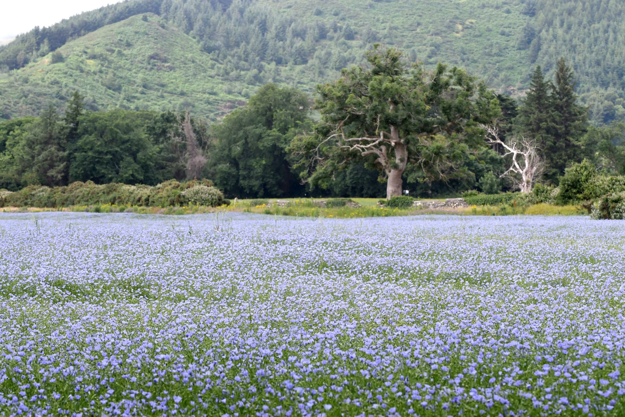 Flax flowers at Sulby -