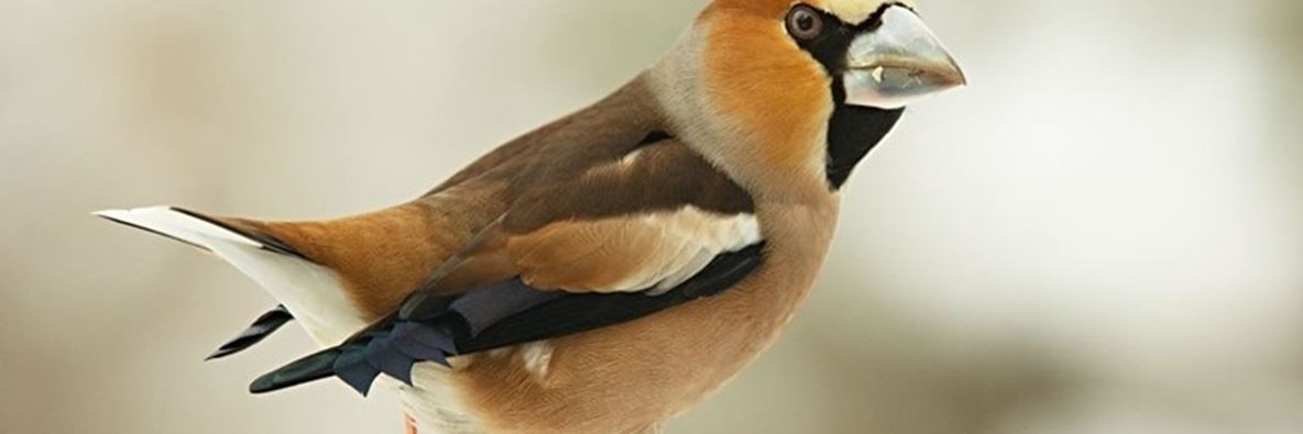 Wynde of Change: Autumn on Tice’s Meadow