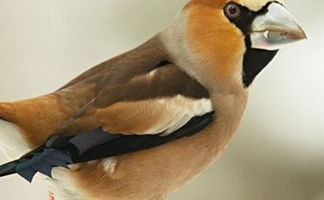 Wynde of Change: Autumn on Tice’s Meadow