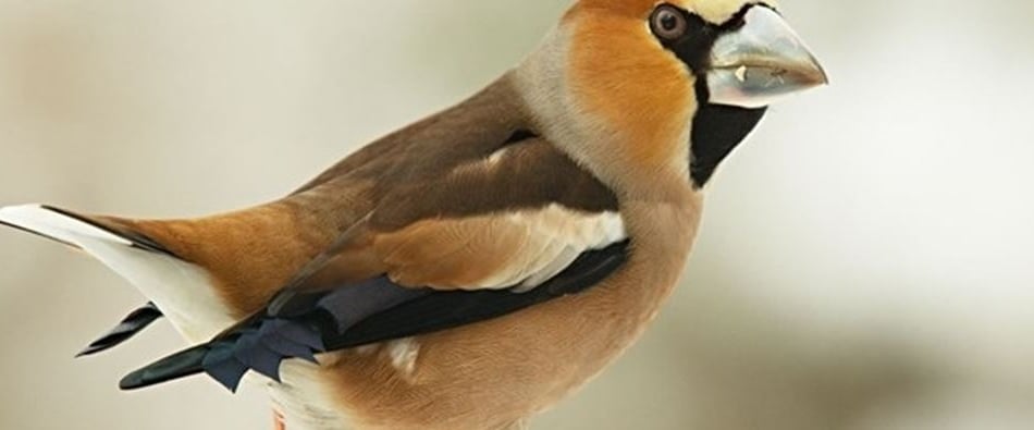 <p>A Hawfinch has made an appearance at Tice’s Meadow</p>