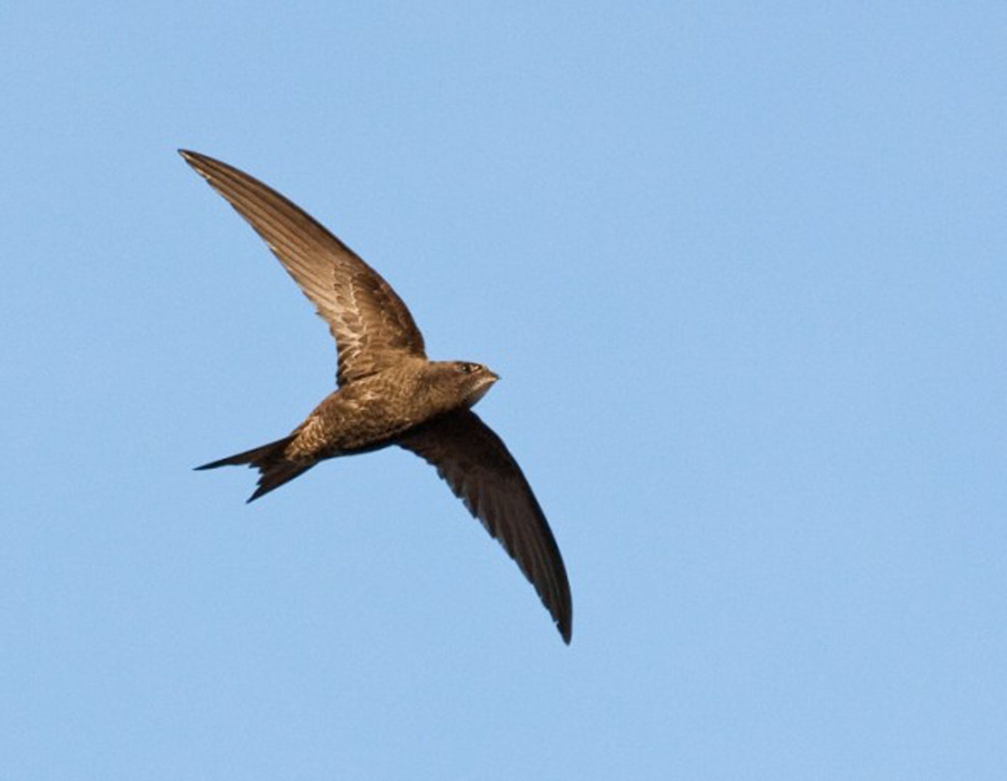 Swift Photo: Manx BirdLife