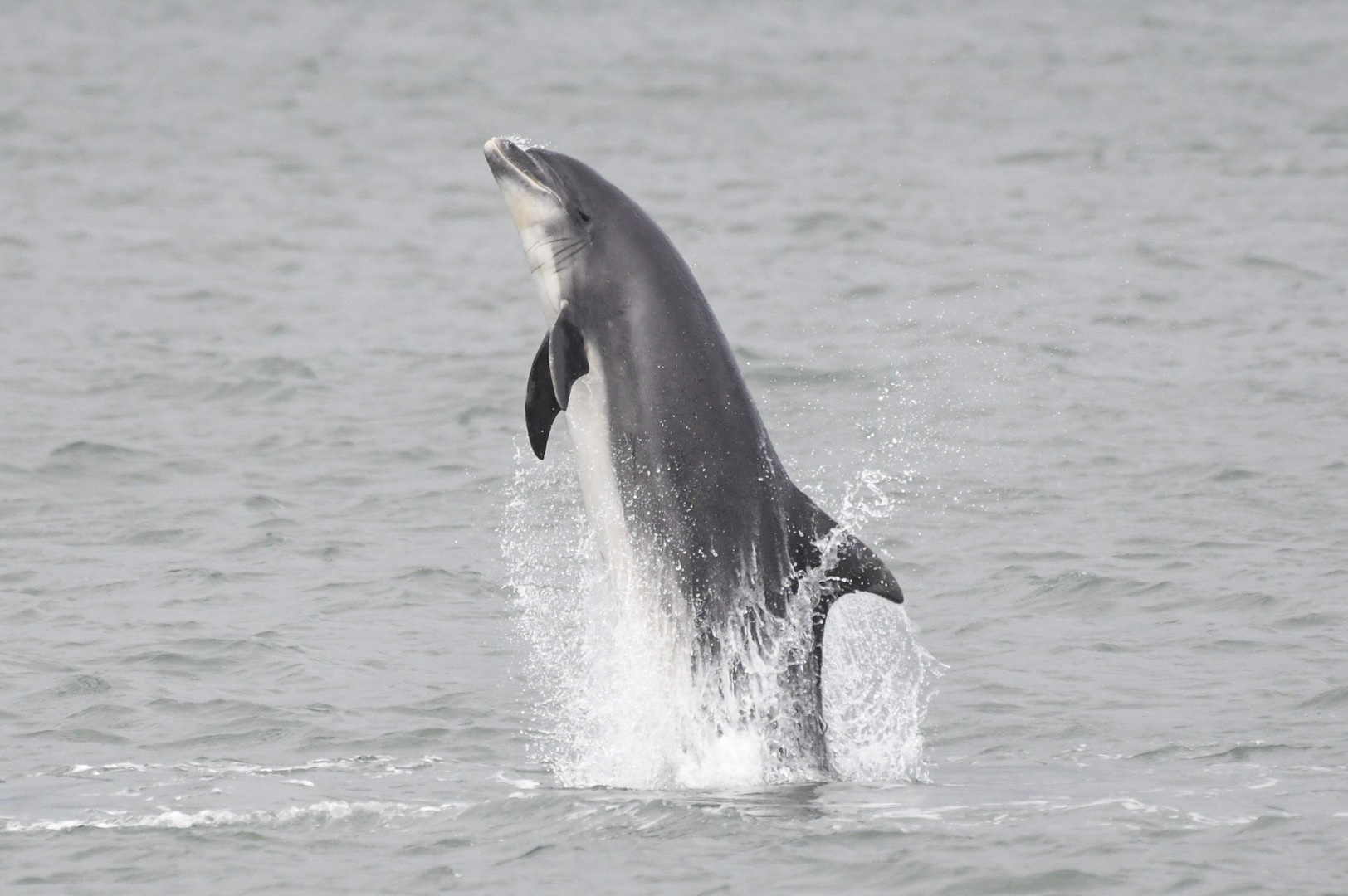 A bottlenose dolphin breaching the water in Cardigan Bay over the weekend