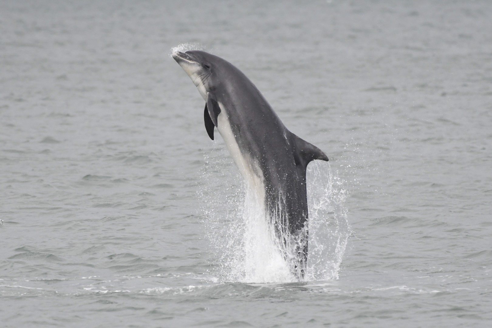 A bottlenose dolphin breaching the water in Cardigan Bay over the weekend