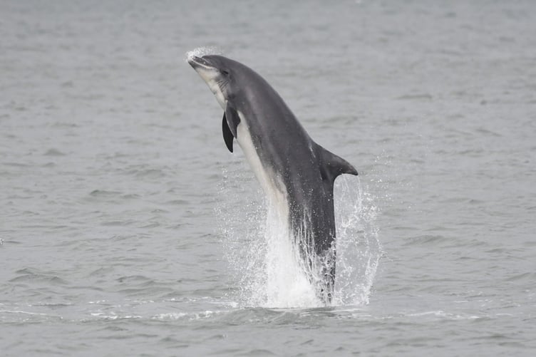 A bottlenose dolphin breaching the water in Cardigan Bay over the weekend
