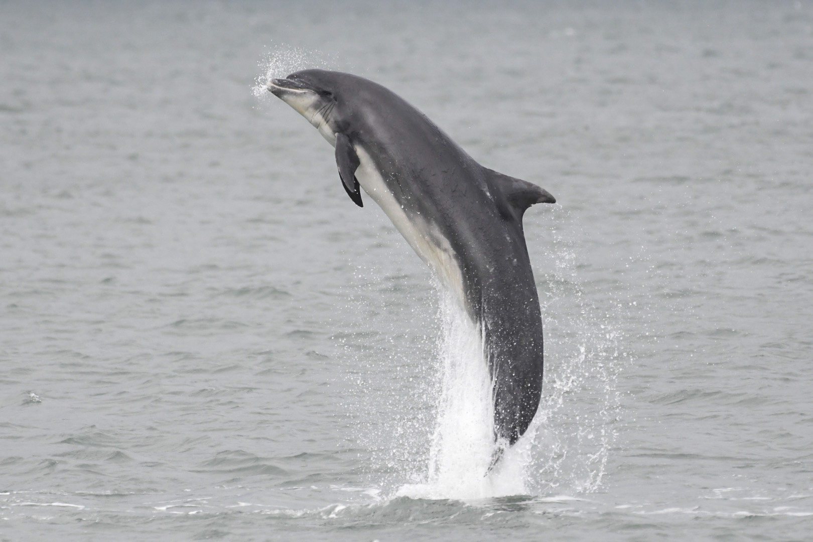 A bottlenose dolphin breaching the water in Cardigan Bay over the weekend