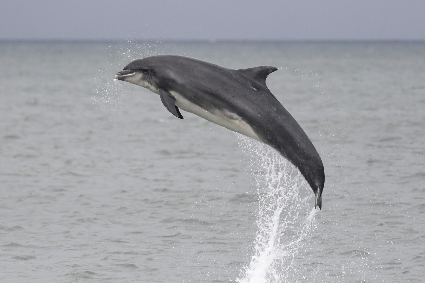 A bottlenose dolphin breaching the water in Cardigan Bay over the weekend