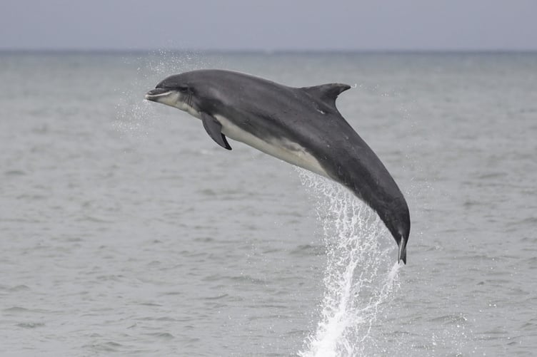 A bottlenose dolphin breaching the water in Cardigan Bay over the weekend
