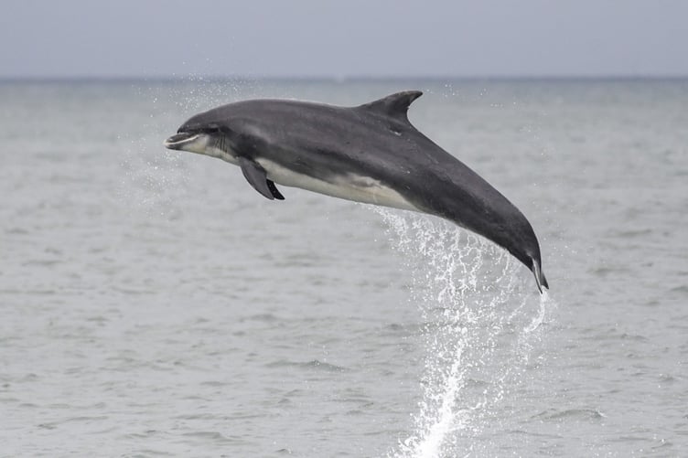 A bottlenose dolphin breaching the water in Cardigan Bay over the weekend