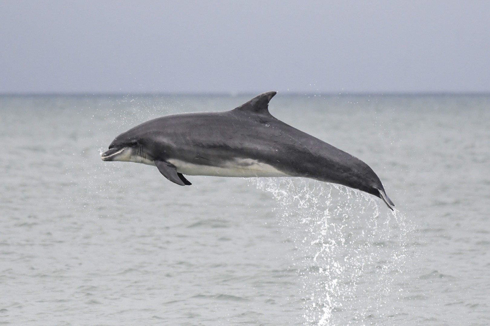 A bottlenose dolphin breaching the water in Cardigan Bay over the weekend
