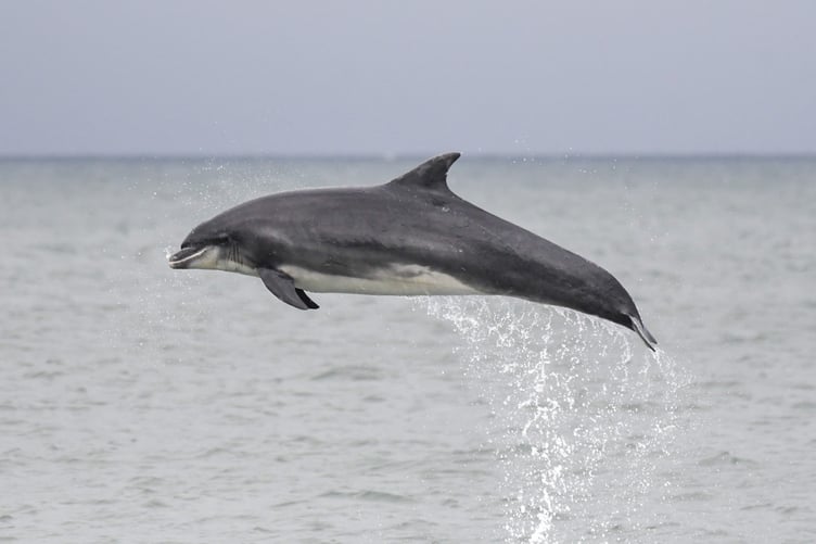 A bottlenose dolphin breaching the water in Cardigan Bay over the weekend