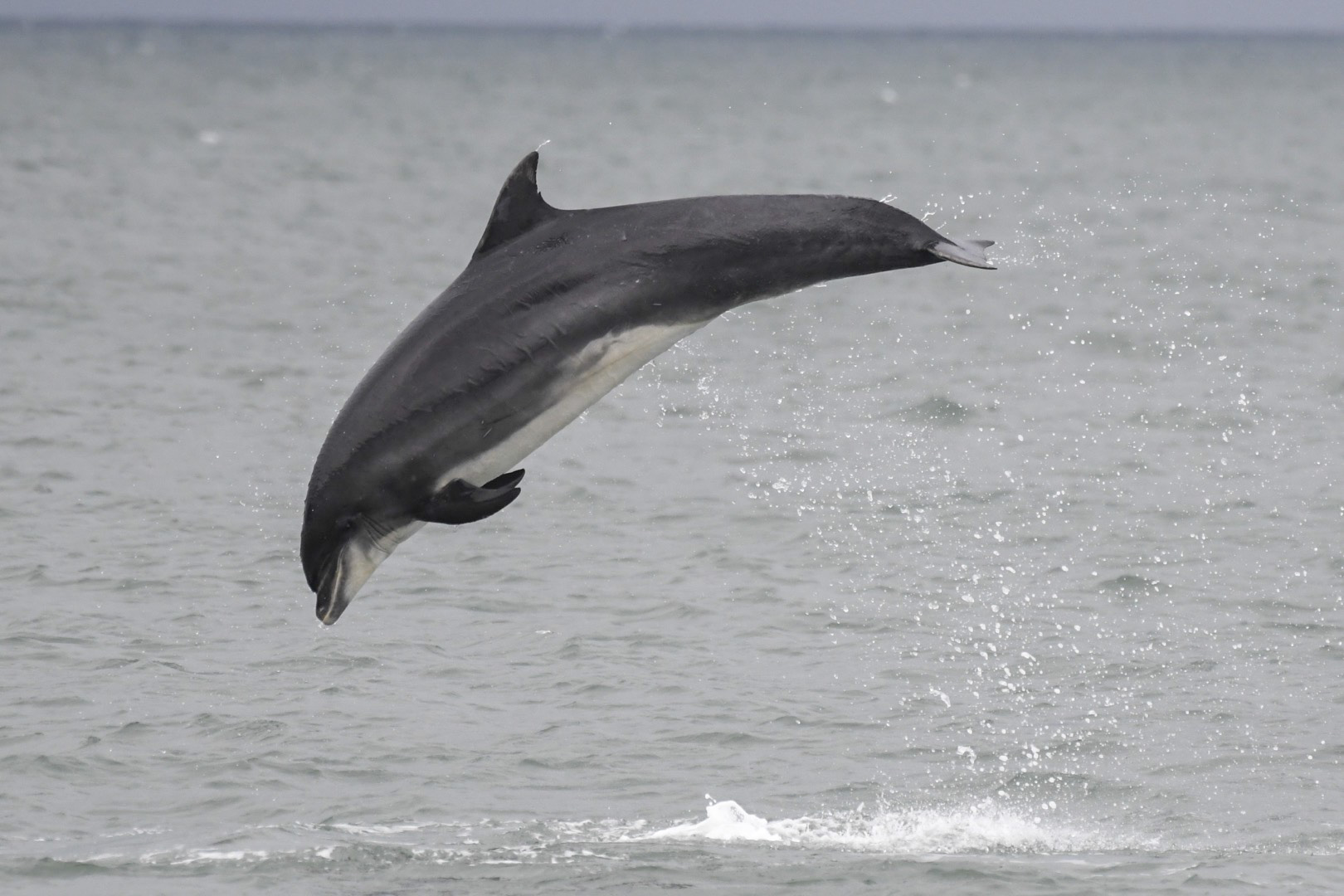 A bottlenose dolphin breaching the water in Cardigan Bay over the weekend
