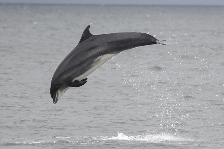 A bottlenose dolphin breaching the water in Cardigan Bay over the weekend