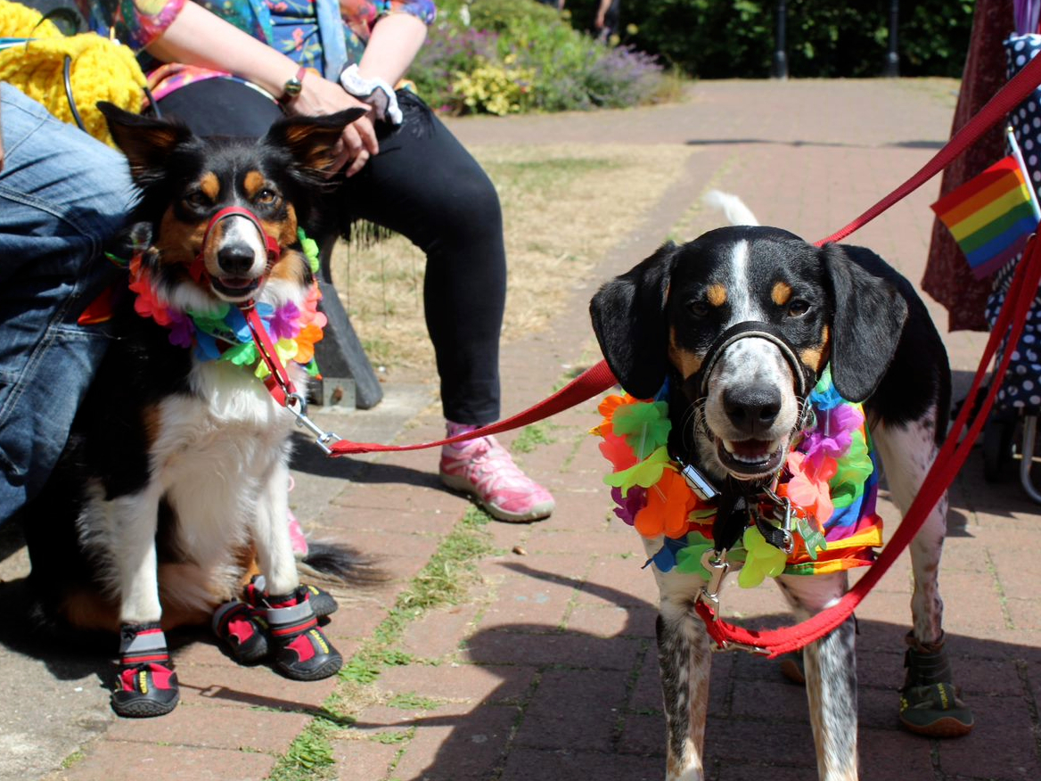Dogs joined Powys Pride