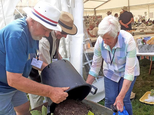 Judging the heaviest potatoes grown in a bucket