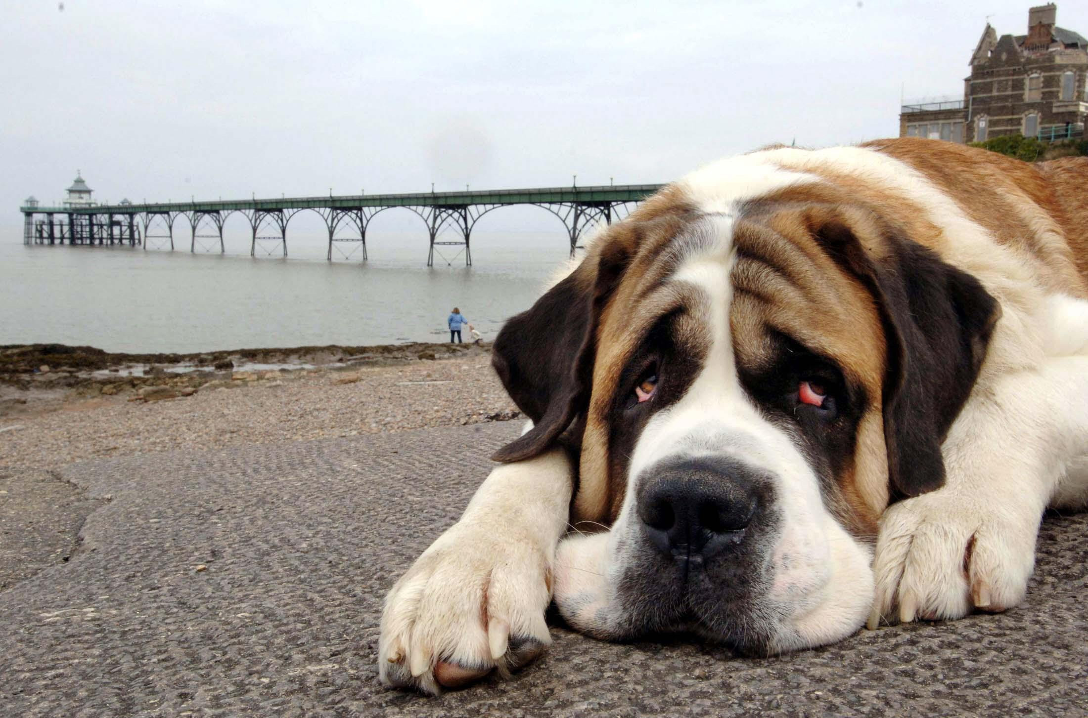 Hundreds of animal cruelty calls in Surrey over three years