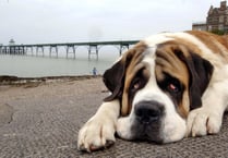 Hundreds of animal cruelty calls in Surrey over three years