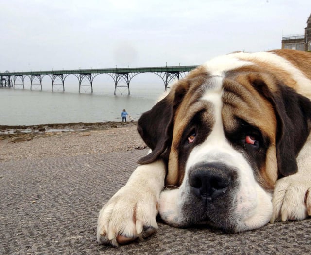 Hundreds of animal cruelty calls in Surrey over three years