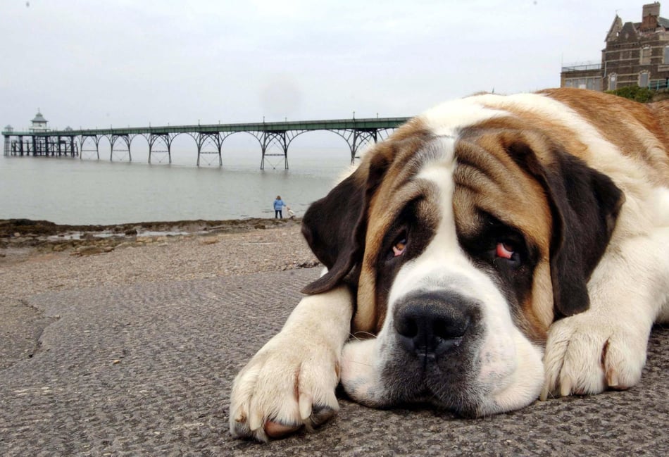 Hundreds of animal cruelty calls in Surrey over three years