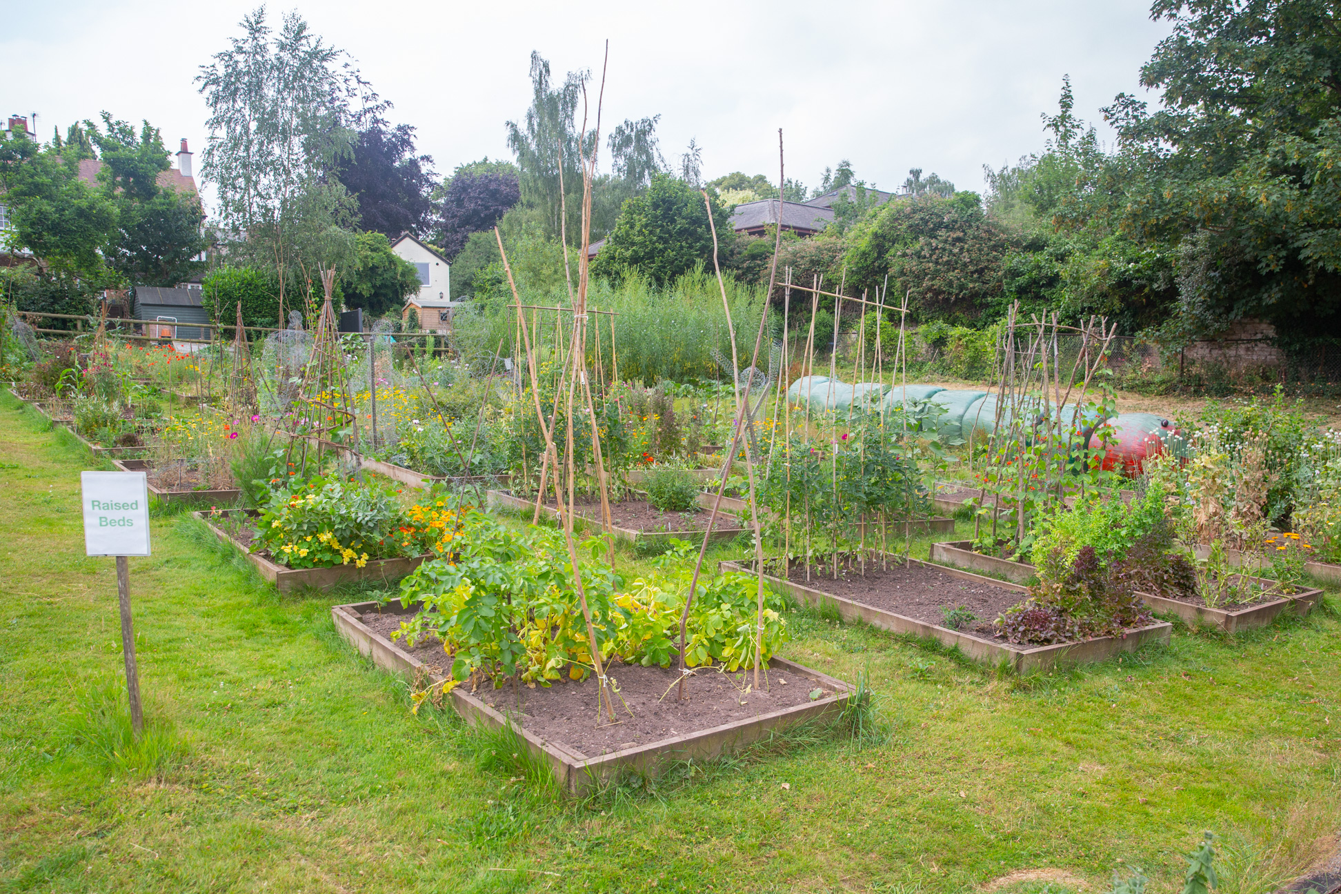 Tim Shelley and the volunteers at Ross Community Garden have been recognised in the B&Q Gardener of the Year awards