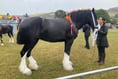 Shire Horse Show returns to Aberaeron