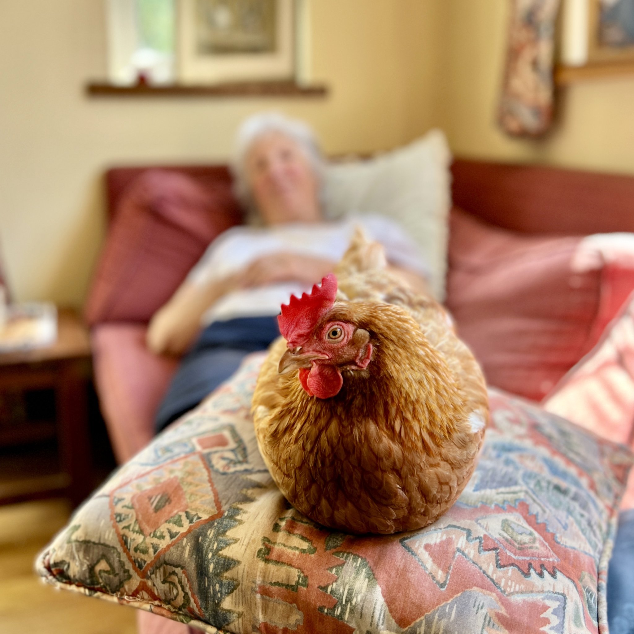 Mavis, the hen has a lovely home. Photo: Dan Groves