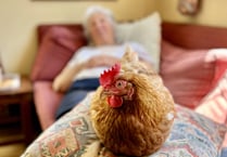 Adopt hens and find your new best friend