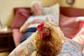 Adopt hens and find your new best friend