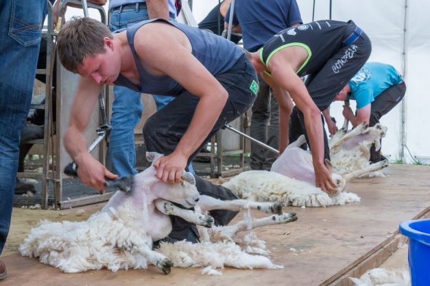 Shearing