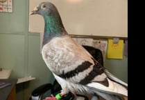 Manx SPCA column: Why we get calls about racing pigeons