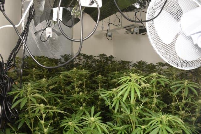 POLICE have released photographs which show the scale of a £165,000 cannabis factory in Newton Abbot which was being run by a Vietnamese gang. Police found illegal immigrant Chinh Nguyen tending 200 health mature plants when they raided the property last month. Picture: Police