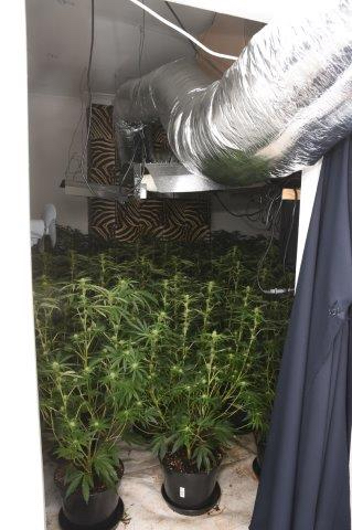 POLICE have released photographs which show the scale of a £165,000 cannabis factory in Newton Abbot which was being run by a Vietnamese gang. Police found illegal immigrant Chinh Nguyen tending 200 health mature plants when they raided the property last month. Picture: Police