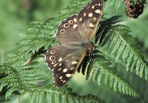 Two new species of butterflies could colonise the Isle of Man