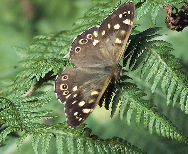 Two new species of butterflies could colonise the Isle of Man