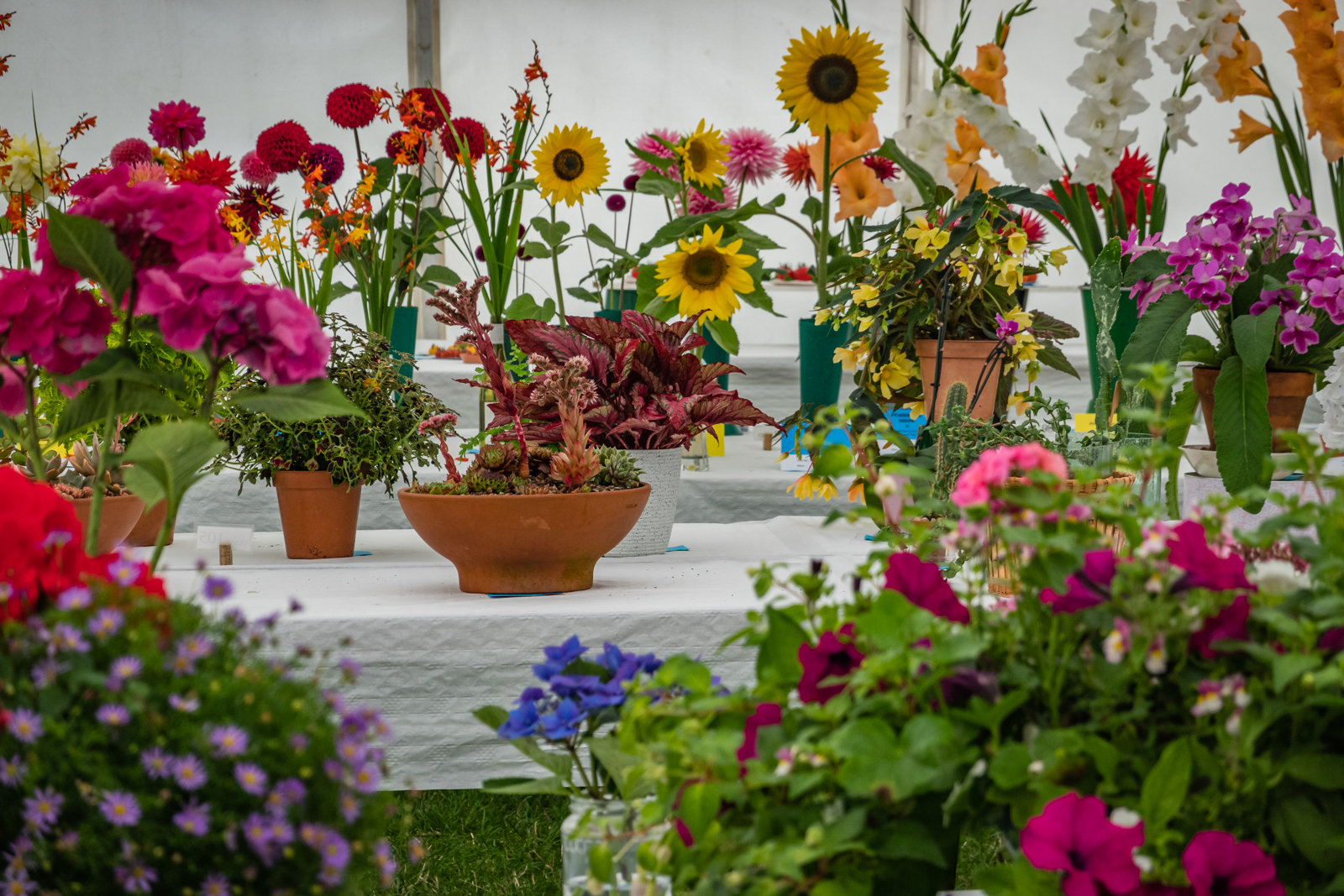 Flowers in the Horticulture display