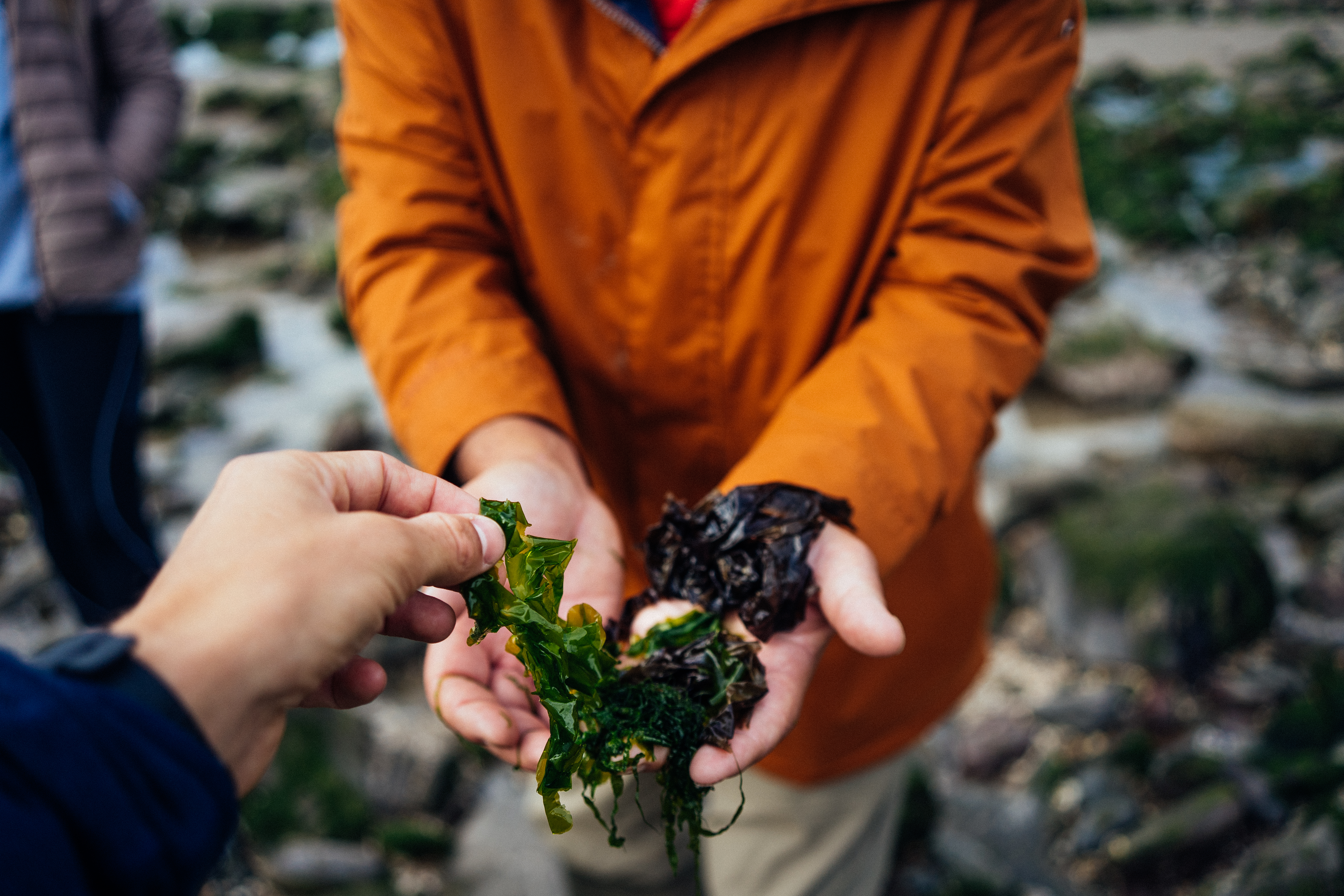 Craig coastal foraging
