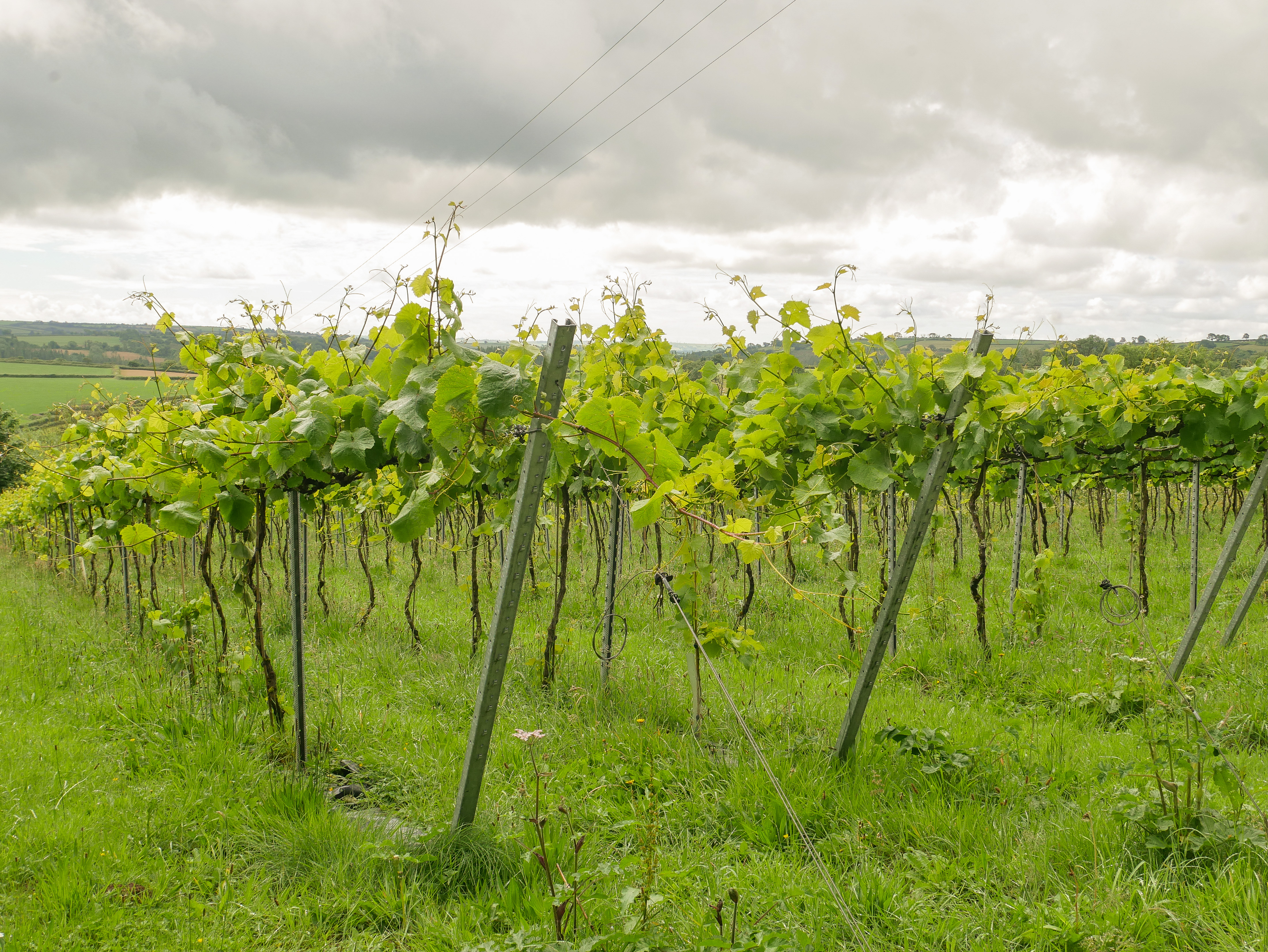 Hebron Vineyard