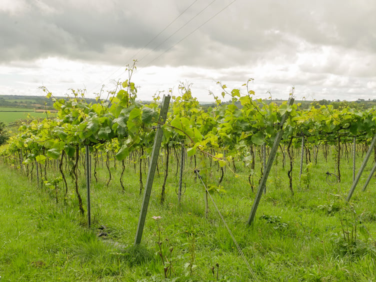 Hebron Vineyard