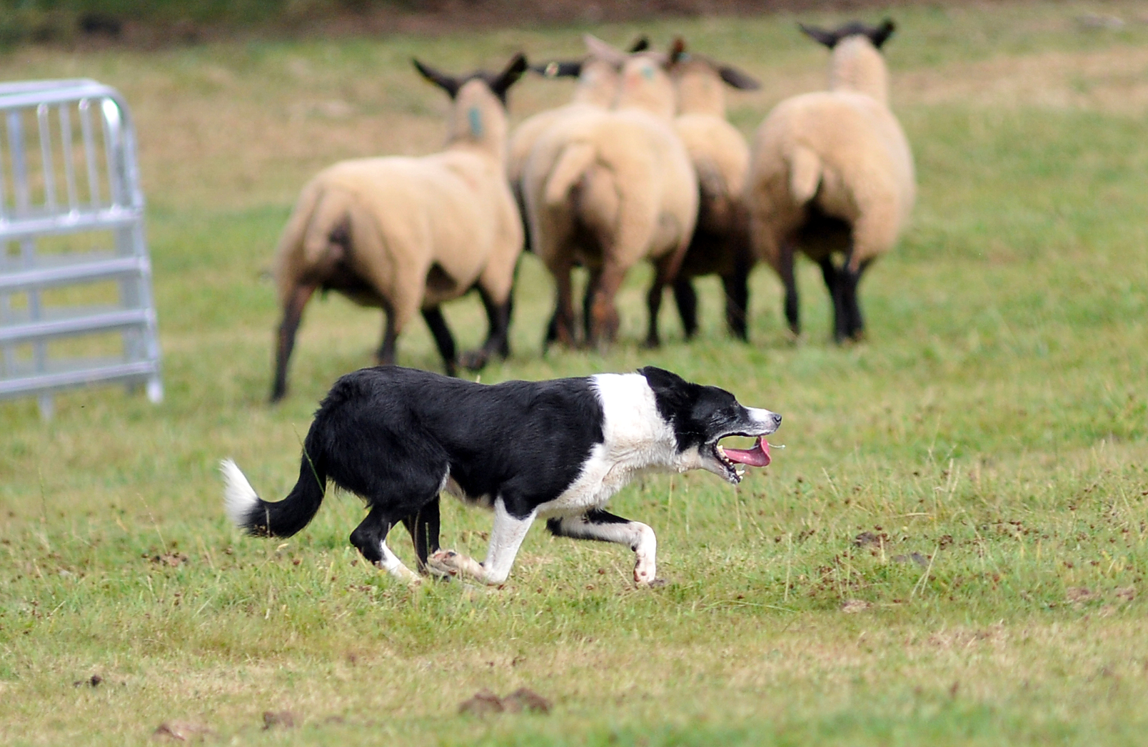 Photo: Steve Pope MDA030822A_SP018Devon and  Exmoor Sheepdog Society trials at Pennywell Farm near Buckfastleigh.
