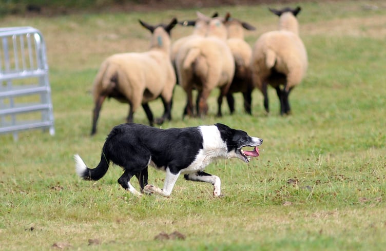 Photo: Steve Pope MDA030822A_SP018Devon and  Exmoor Sheepdog Society trials at Pennywell Farm near Buckfastleigh.