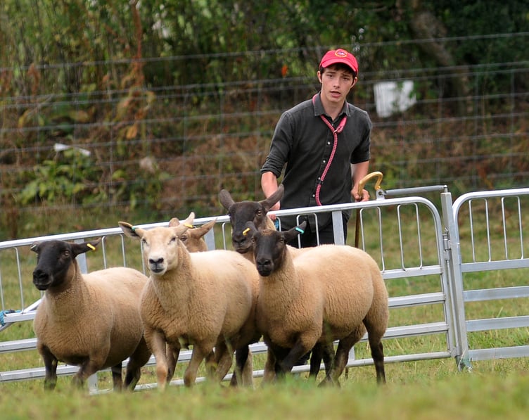 Photo: Steve Pope MDA030822A_SP023Devon and  Exmoor Sheepdog Society trials at Pennywell Farm near Buckfastleigh. Will Carter