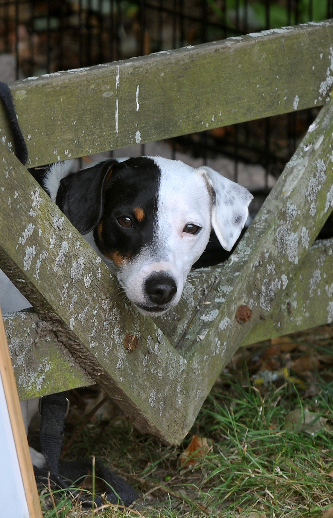 Viewing the dog show - sometimes it’s best to observe than participate