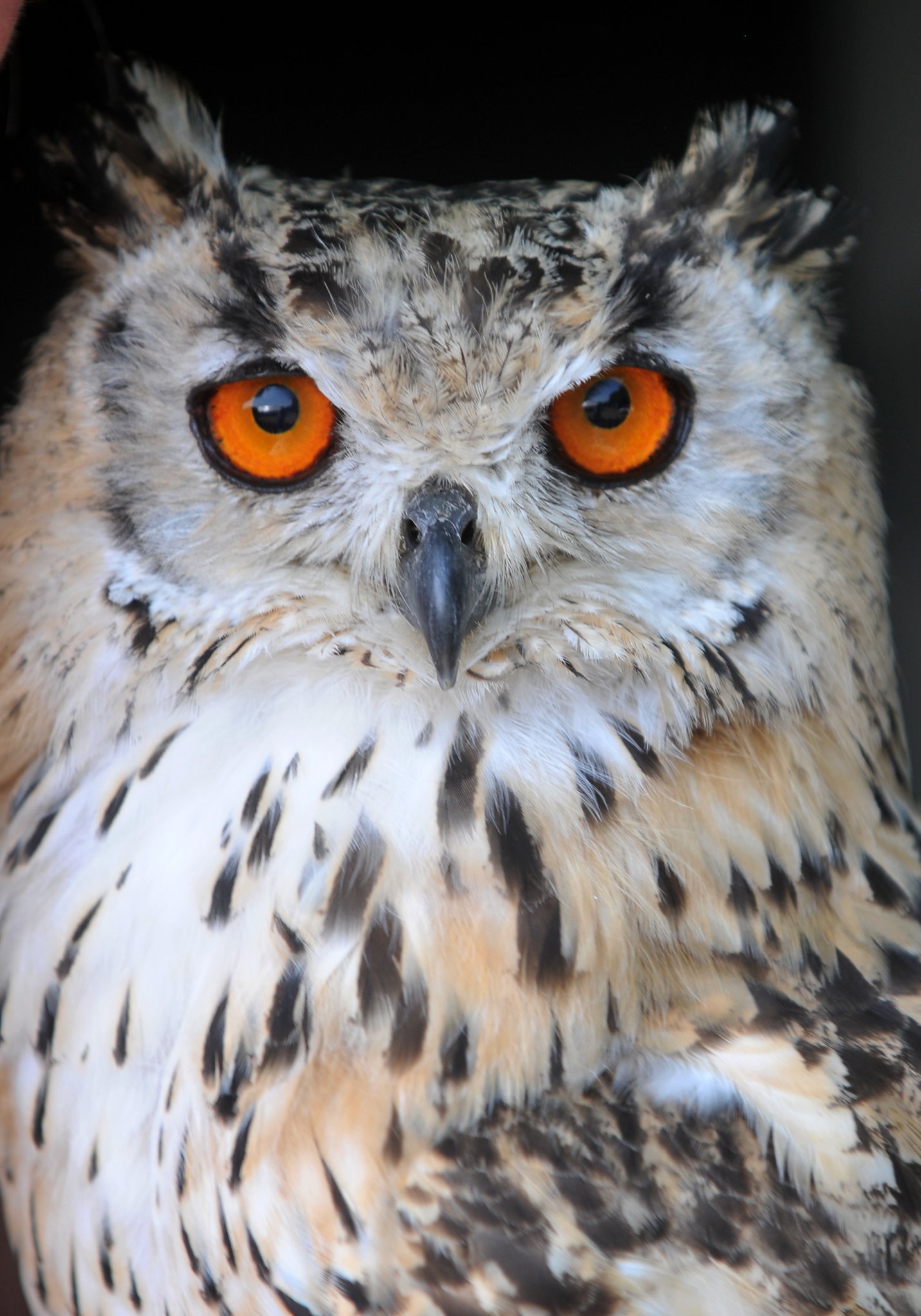Photo: Steve Pope MDA130822H_SP002
Manaton Show. Here's looking at you - a Bengal Eagle Owl from North Devon Falconry