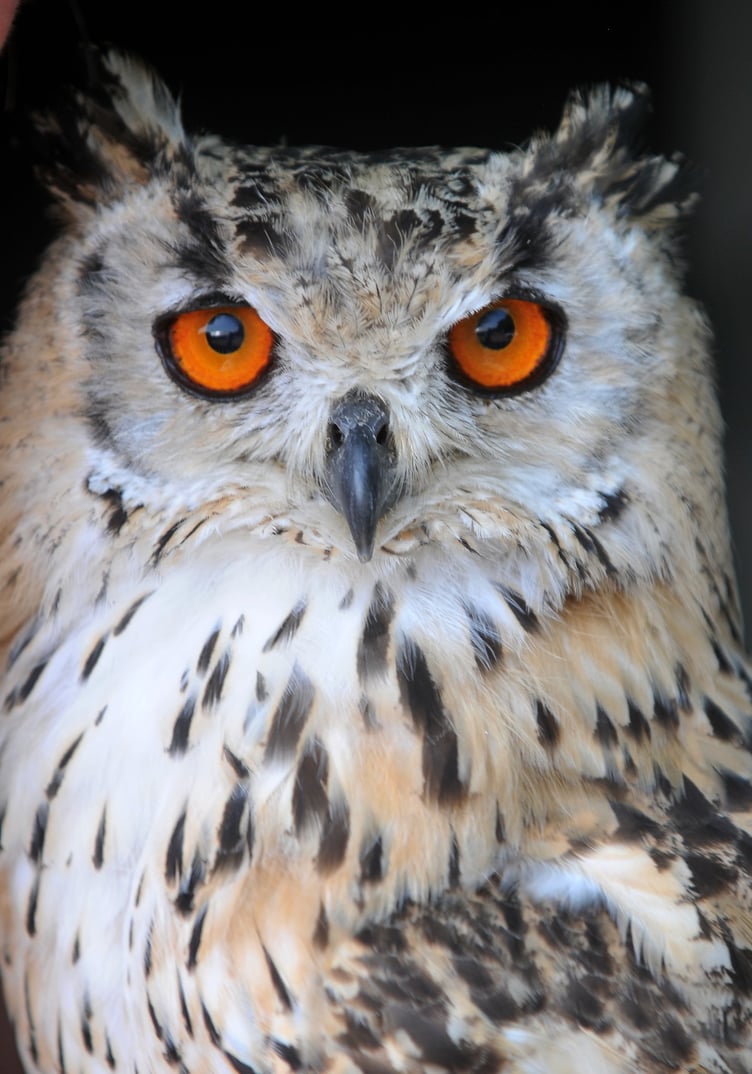 Photo: Steve Pope MDA130822H_SP002
Manaton Show. Here's looking at you - a Bengal Eagle Owl from North Devon Falconry