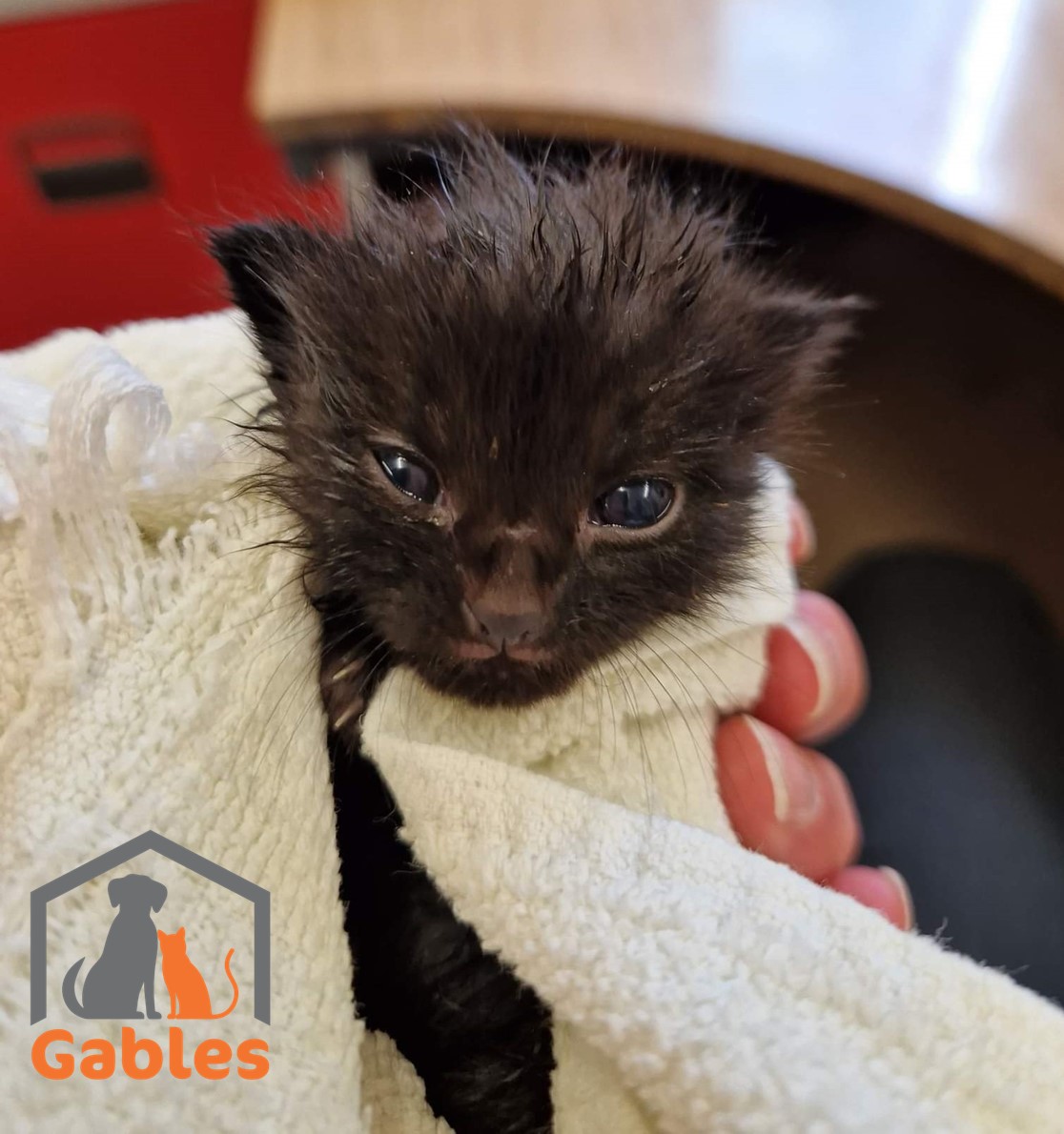 Black kitten in a towel