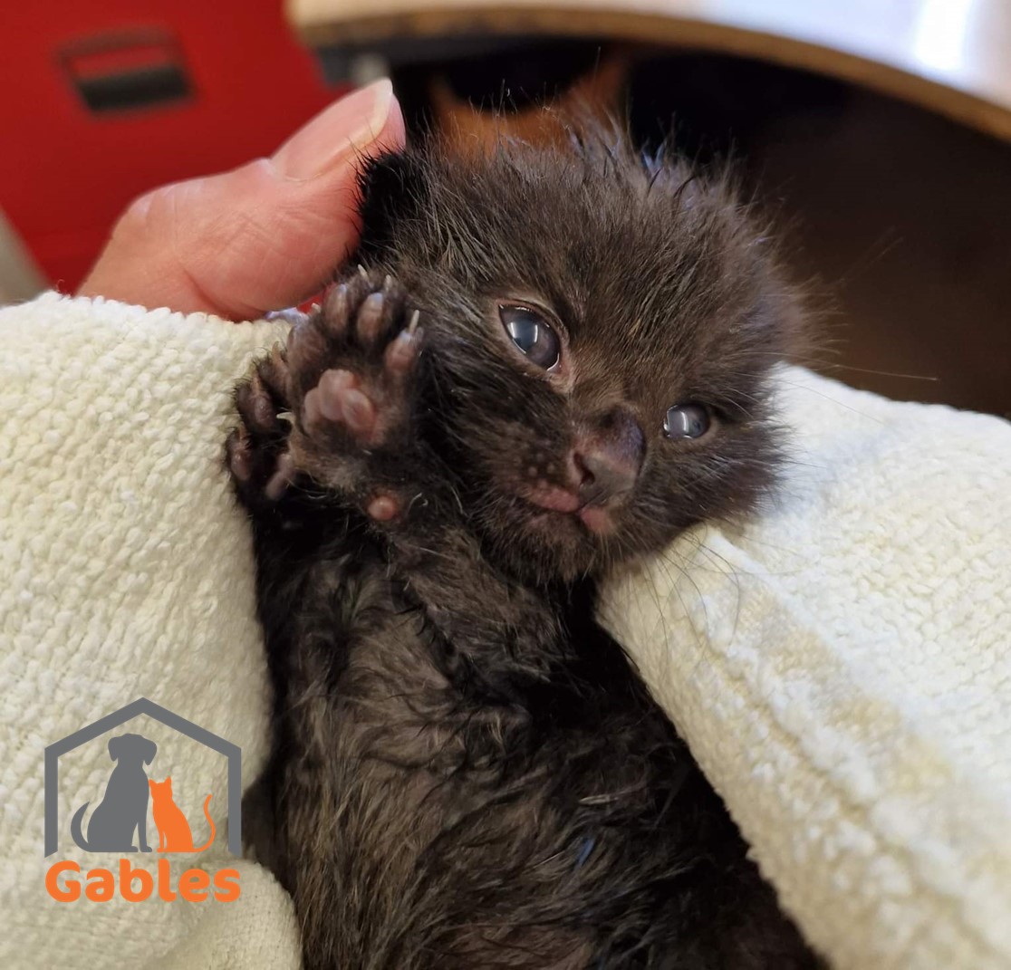 Black kitten waving