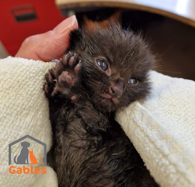 Black kitten waving