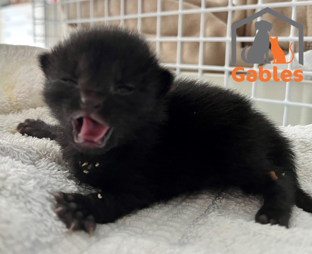 Black kitten with fly eggs