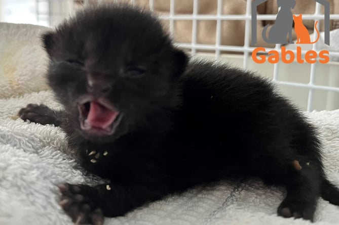 Gables Dogs and Cats Home rescue abandoned kittens in Heatwave